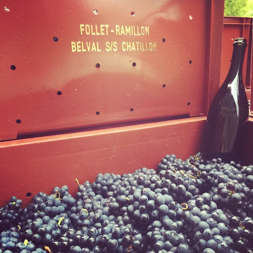 Les vendanges · Champagne Follet-Ramillon