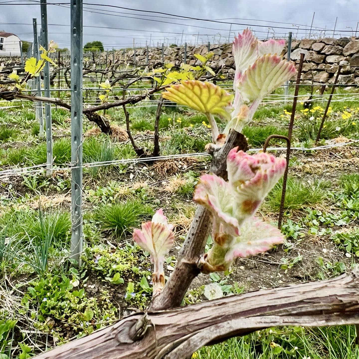 Printemps en Champagne